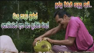 Prastha Pirulu Janakatha | වැල කාලා පුළුන් කොට්ටෙන් අත පිහ දැම්මා වගේ...