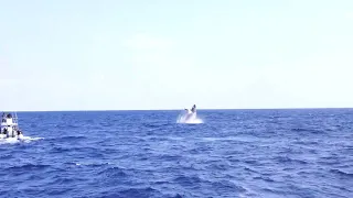 【ダイビング】active な whale をwatching !!