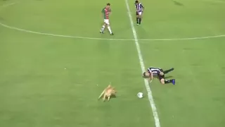 Perro ataca jugador de fútbol