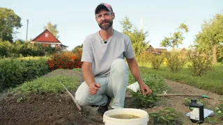 Чеснок вырастет крупным и здоровым. Посадка озимого чеснока.