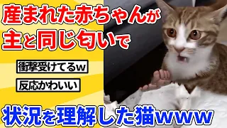 【2ch動物スレ】飼い主とその赤ちゃんの匂いが同じなことに気付いて衝撃を受ける猫ｗｗｗｗｗ