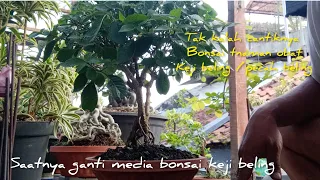 saatnya ganti media tanam bonsai keji beling/pecah beling