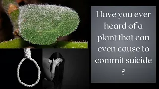 Have you ever heard of a plant that can even cause to commit suicide ?