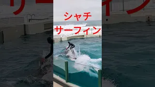 大迫力‼️シャチサー フィン❤️鴨川シーワールド🎀Kamogawa SeaWorld