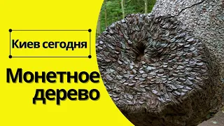 первое монетное дерево в Киеве, о котором ещё никто не знает)