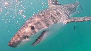 Great White Shark Encounter