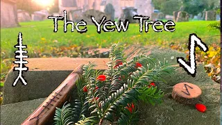 Yew. Mythology, Symbolism and Folklore of the Yew Tree (Ioho / Eiwaz)