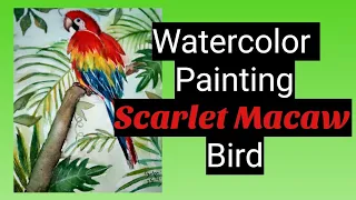 How to paint Macaw Bird | Scarlet Macaw | Watercolor painting