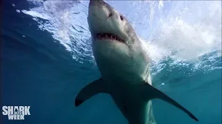 The Importance Of Shark Conservation | Fin Frenzy