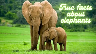 True facts about elephants 🐘