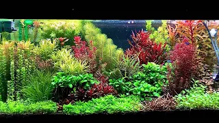 50gal Dutch Aquascape