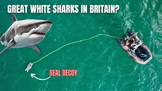 GREAT WHITE SHARKS in BRITAIN? SEAL DECOY First deployment!! 🦈🇬🇧