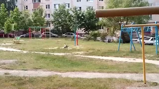 Ворона играет с бездомной собакой.