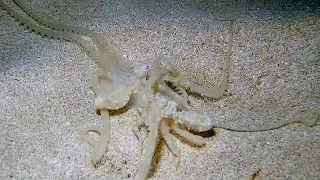 Juvenile Caribbean reef Octopus tangle. Fight