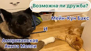 Дома появился кот! Продолжение. Как подружить кота Мейн-Кун и собаку Американская Акита.