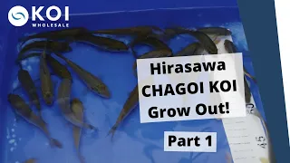 Hirasawa CHAGOI KOI Grow Out! Part 1