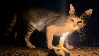 Curious cat approach the candle !!