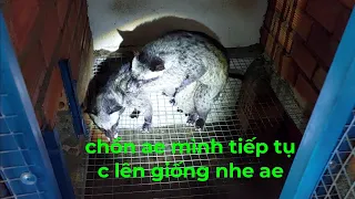 hôm nay chồn mình tiếp tục lên giống nhe ae