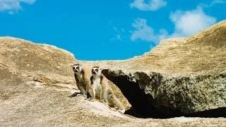 Island of Lemurs: Madagascar - Official Trailer [HD]