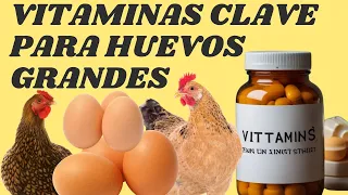 Qué vitaminas se le da a las gallinas para que pongan huevos