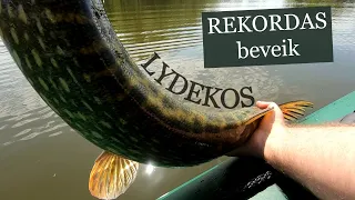 Lydekos REKORDAS, beveik | KUR lydekų nerasi | Susėmiau nutrūkusią lydeką