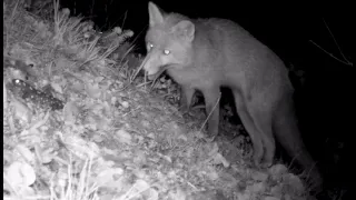 Cat Food Lure: Fox's Unexpected Discovery | Wild life | Trail camera |