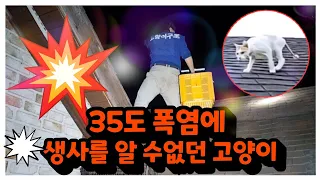 언니분이 돌아가시면서 남긴 고양이를 잃어버렸어요(꼭 찾아야 합니다ㅠ)