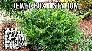 Jewel Box Distylium / Perfect Low Mounding Evergreen Shrub