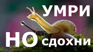 Как избавиться от улиток в аквариуме? 100% и НАВСЕГДА!