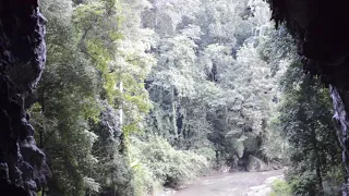 MUST-WATCH BIRD ACTIVITY-Tham Lot Cave Lot Swiftlets in Mae Hong Son Province