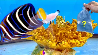 Buying Fish for Saltwater Aquarium!