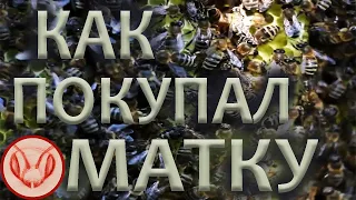 Покупка матки. Почему ценник задран. Из чего складывается сумма. Условия для приобретения пчеломатки