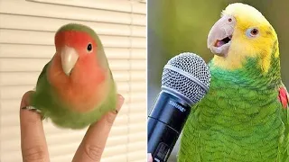 Baby Animals 🔴 Funny Parrots and Cute Birds Compilation (2021) Loros Adorables Recopilación #21