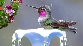 Hummingbird FOUNTAIN Birdbath Not DIY Attracts Hummingbirds NO Sun Solar AC Needed PORTABLE Garden