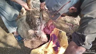 uterine prolapse in sheep