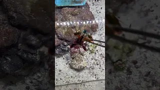 Very aggressive Mantis Shrimp feeding