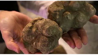 The finest italian truffle dealer: a day during truffle season (SUB ENG)
