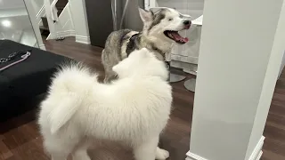 Taking my blind husky to meet a samoyed puppy | Why doesn't she get along with male dogs?