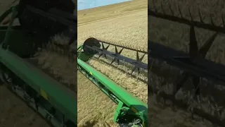 colhendo trigo #agro #trigo