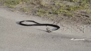 Snake Suicide   Weird Snake Goes Crazy and Kills itself   Amazing Video Don't Miss It