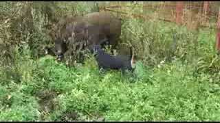 Jagdterrier & boar , dog