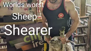 Worst Sheep Shearer ever seen, Farming #sheep #lambs #shearing #farming #animals #summer #shepherd