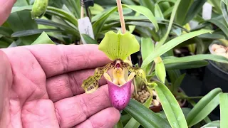 Elite Orchids - Paphiopedilum greenhouse September 2023 @Eliteorchids