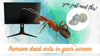 A dead ant inside your monitor? Do this!