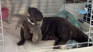 Otter Shows Off Her Baby