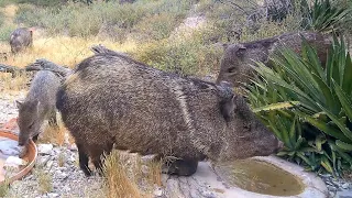 Injured Javelina Takes A Big Drink On It's Knees: