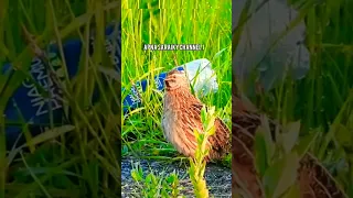 common quail.The call of the wild quail/batair kiAwaz/bater kiboli.صدای بلدرچین.जंगली बटेर की पुकार