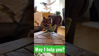 Dog vs budgie #cute #trending #shorts #tiktok #viral #dog #birds #budgies #funny #pets #fyp #foryou