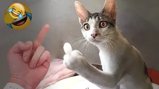 😹😹 You Laugh You Lose Dogs And Cats 🐕😍 Funny Animal Videos # 31