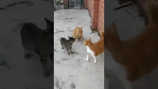 Orange cat stopped and separated the fighting cats 😸 #shorts #cat #cutecat #funnycat